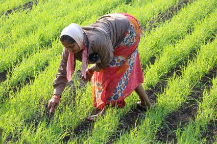 THE ROLE OF WOMEN IN INDIAN AGRICULTURE: EMPOWERMENT, CHALLENGES, AND PROGRESS